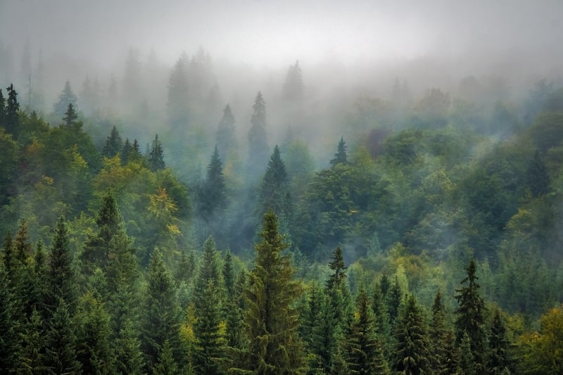 Misty Forest